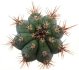  - CIPOCEREUS bradei, grows with U. eriocactoides RNK 99, Serra do Espinhaco, Mg., Brasil, 100 seeds