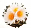 ARIOCARPUS bravoanus VM 288, f. white flower F1, 100 seeds