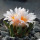 ARIOCARPUS bravoanus VM 288, f. white flower, illustrative photo