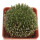 AVONIA quinaria ssp. alstonii f. monstrose, seedling