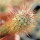 AUSTROCACTUS bertinii PHA 2147, seedling