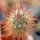 AUSTROCACTUS bertinii PHA 2147, seedling