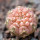 GYMNOCALYCIUM ragonesei f. roseiflorum, seedling