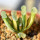 HAWORTHIA truncata f. variegata