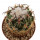 CORYPHANTHA tripugionacantha, 4,3 cm, SEEDLING 