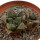 ARIOCARPUS fissuratus, 2 pieces, 3,5 + 2,2 cm , 2x SEEDLINGS