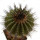 UEBELMANNIA pectinifera var. inhaiensis n.n. f. long spines selection, 4,7 cm, grafted offset