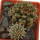GEOHINTONIA mexicana, 1,8 cm, + GYMNOCALYCIUM damsii var. centrispinum, SEEDLINGS