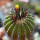 UEBELMANNIA pectinifera var. inhaiensis n.n. f. long spines selection, 4,7 cm, grafted offset