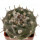 TURBINICARPUS jauernigii, 5,5 cm, SEEDLING