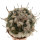 TURBINICARPUS jauernigii, 4,4 cm, SEEDLING