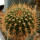 JASMINOCEREUS thouarsii var. sclerocarpus clone 1, Isabela, Galapagos, 3 cm, grafted offset