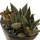 ARIOCARPUS trigonus, pot 5 cm , 3 pieces,  SEEDLINGS