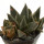 ARIOCARPUS trigonus, pot 5 cm , 3 pieces,  SEEDLINGS