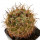 NEOWERDERMANNIA vorwerkii, 4,7 cm + seeds, grafted offset