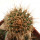 JASMINOCEREUS thouarsii var. sclerocarpus clone 1, Isabela, Galapagos, 2,1 cm, grafted offset