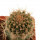 JASMINOCEREUS thouarsii var. sclerocarpus clone 1, Isabela, Galapagos, 2,2 cm, grafted offset