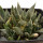 ARIOCARPUS trigonus, pot 7 cm , 5 pieces, 5 x SEEDLINGS