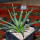 AGAVE albopilosa, clone 2 offset of mother plant, pot 7 cm