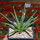 AGAVE albopilosa, clone 2 offset of mother plant, pot 7 cm