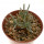 AVONIA quinaria ssp. quinaria, 1 pot 6 cm