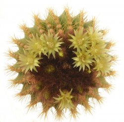 UEBELMANNIA PECTINIFERA VAR. FLAVISPINA, illustrative photo