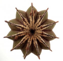 UEBELMANNIA PECTINIFERA, illustrative photo