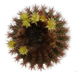 UEBELMANNIA PECTINIFERA VAR. CREBRISPINA, illustrative photo