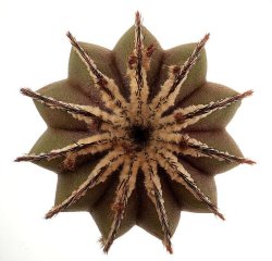 UEBELMANNIA PECTINIFERA VAR. PECTINIFERA, illustrative photo