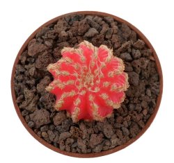 DISCOCACTUS horstii f.rubra, illustrative photo