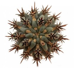 GLANDULICACTUS uncinatus var. wrightii f. brevispinus ex Česal, illustrative photo