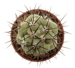 ORTEGOCACTUS macdougallii, illustrative photo