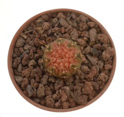 GYMNOCALYCIUM ragonesei f. roseiflorum, illustrative photo