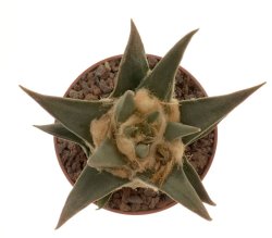 ARIOCARPUS trigonus var. elongatus, San Antonio, TAM., Mex., ex Pavlík, illustrative photo