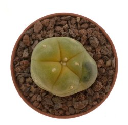 LOPHOPHORA williamsii var. grimii f. variegata