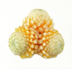 MAMMILLARIA sanchez-mejoradae f. aurea, illustrative photo