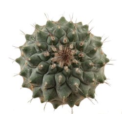 STROMBOCACTUS corregidorae VM 974, illustrative photo