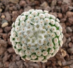 MAMMILLARIA breviplumosa, illustrative photo