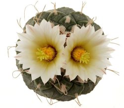 STROMBOCACTUS disciformis var. minimus VM 207, illustrative photo