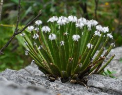 AGAVE albopilosa, illustrative photo