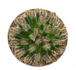 MAMMILLARIA bertholdii GCG 10006, illustrative photo