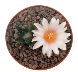 ARIOCARPUS bravoanus  VM 288, f. white flower, illustrative photo