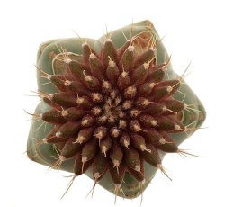 UEBELMANNIA meninesis var. rubra, illustrative photo