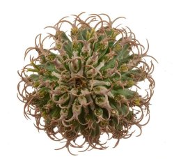 EUPHORBIA columnaris, illustrative photo