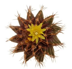 UEBELMANNIA buiningii RNK 52, Tromba d´Anta, illustrative photo