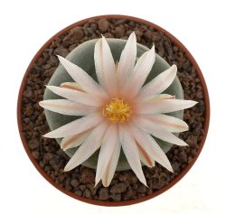 LOPHOPHORA koehresii, illustrative photo