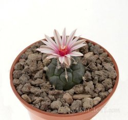 TURBINICARPUS bonatzii, illustrative photo