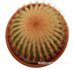 UEBELMANNIA pectinifera f. nova aff. flavispina + aff. crebrispina RNK 96, illustrative photo