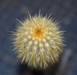 MICRANTHOCEREUS purpureus HU 133, illustrative photo