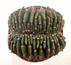 GYMNOCALYCIUM mihanovichii f. cristate, illustrative photo